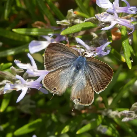 Oda ve Kahvaltı O Homem 3*