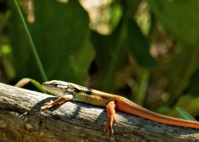 Bed & Breakfast O Homem