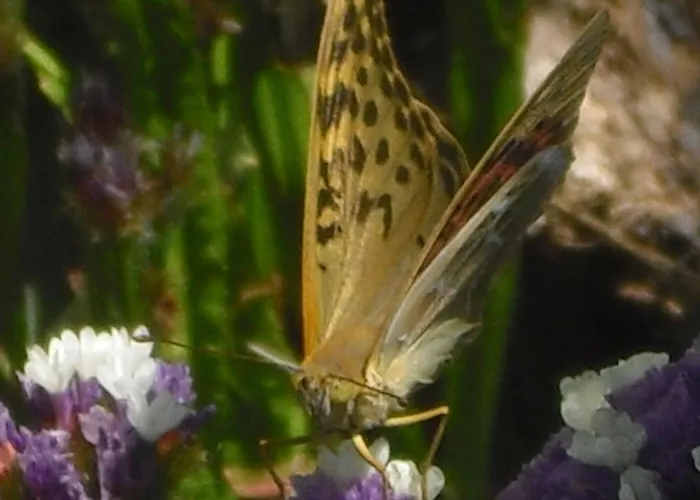 O Homem Bed & Breakfast 3*